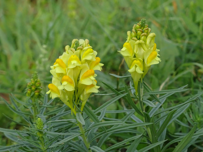 从近两朵黄色植物的花朵观看