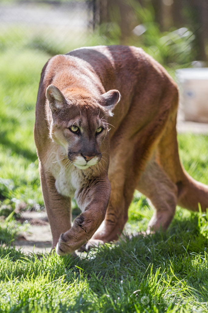 美洲狮美洲狮科罗拉多科罗拉多