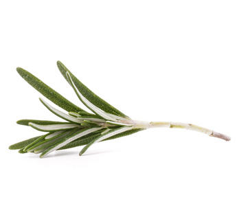 白色背景抠出一个孤立的迷迭香草香料叶