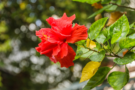 明亮的红色芙蓉花和绿色的树叶在树上