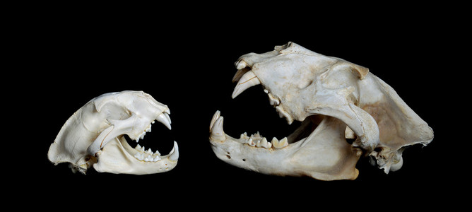 狮子的骨架图片