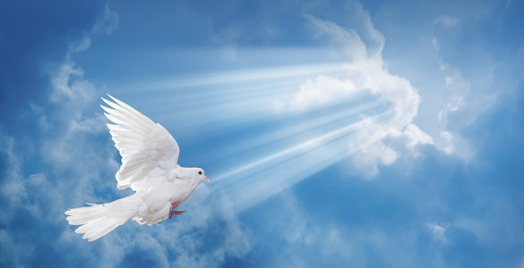 和平两只白色羽毛鸽子在半空中飞向白色背景鸽子在空中在天空中的