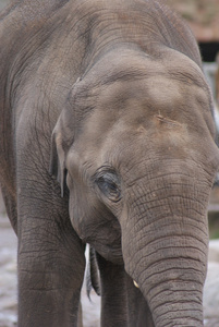 亚洲大象亚洲象属 maximus