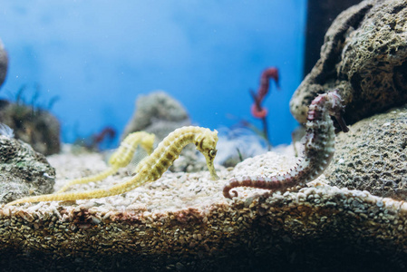 明亮的绿色奇特的海马在清楚的水族馆与石头