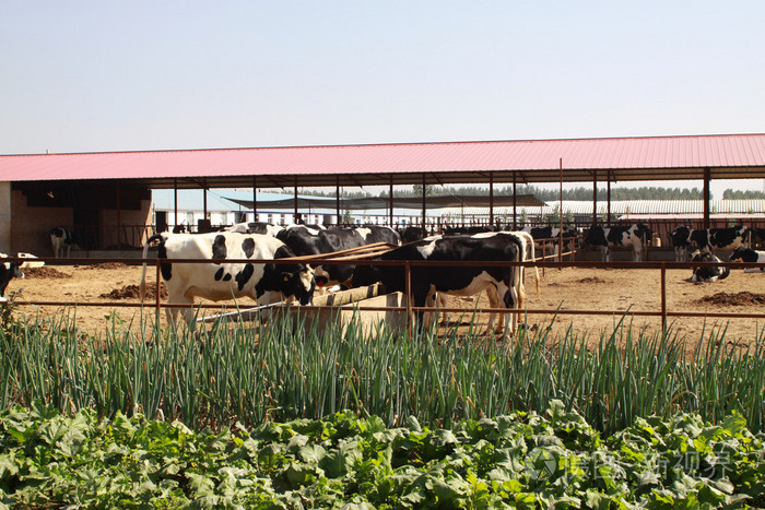 在中国的一个农场中的荷斯坦奶牛
