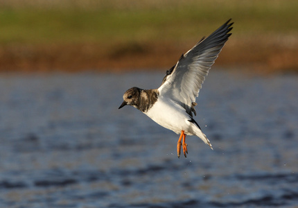 turnstone，蚤 interpres