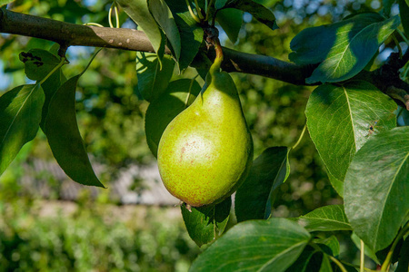 闪亮的美味梨吊在一根树枝在果园里