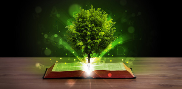 学习光线神奇的绿树和光线一起打开的书照片
