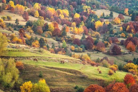 令人惊叹的秋天视图与马在草地上的罗多彼山, 保加利亚