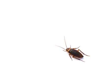 蟑螂在白色与副本空间