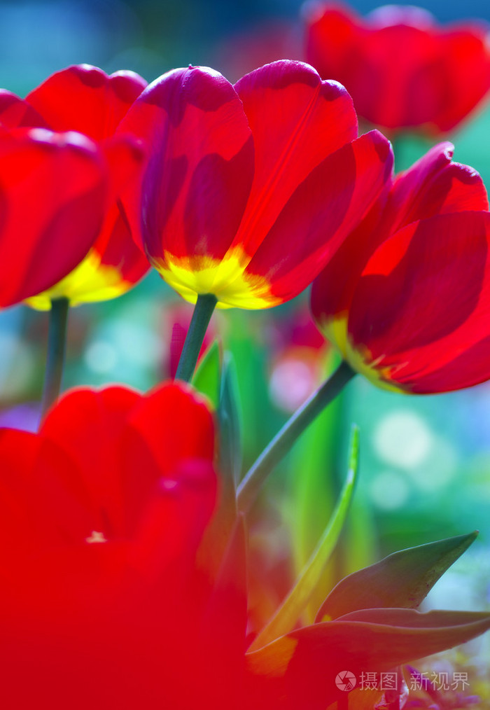 亮丽鲜艳的花朵红色郁金香