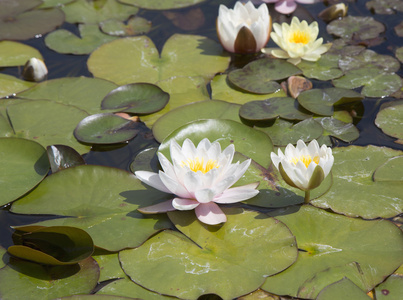 花园池塘里荷花