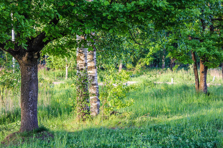 Gatchina 公园的夏日傍晚