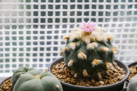 Lophophora 接骨仙人掌花煲