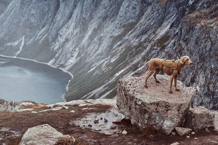可爱的棕色狗站在挪威峡湾的顶端