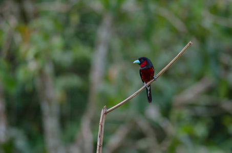 树枝上的黑与红 broadbill Cymbirhynchus macrorhynchos