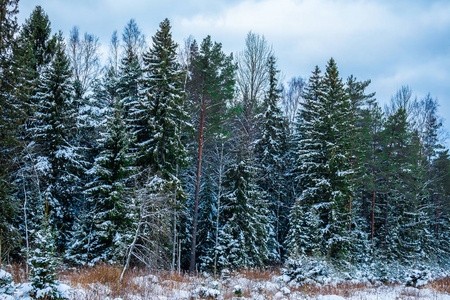 森林在雪背景
