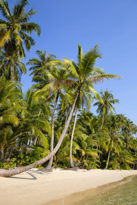 泰国蓝天上的热带海滩与椰子棕榈树