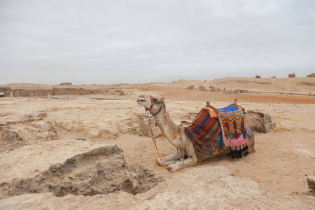 埃及的休息骆驼开罗吉萨