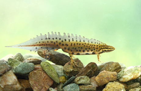 triturus 柏