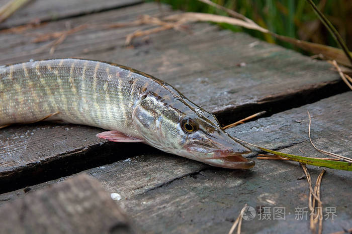 老式木制背景下的淡水梭子鱼