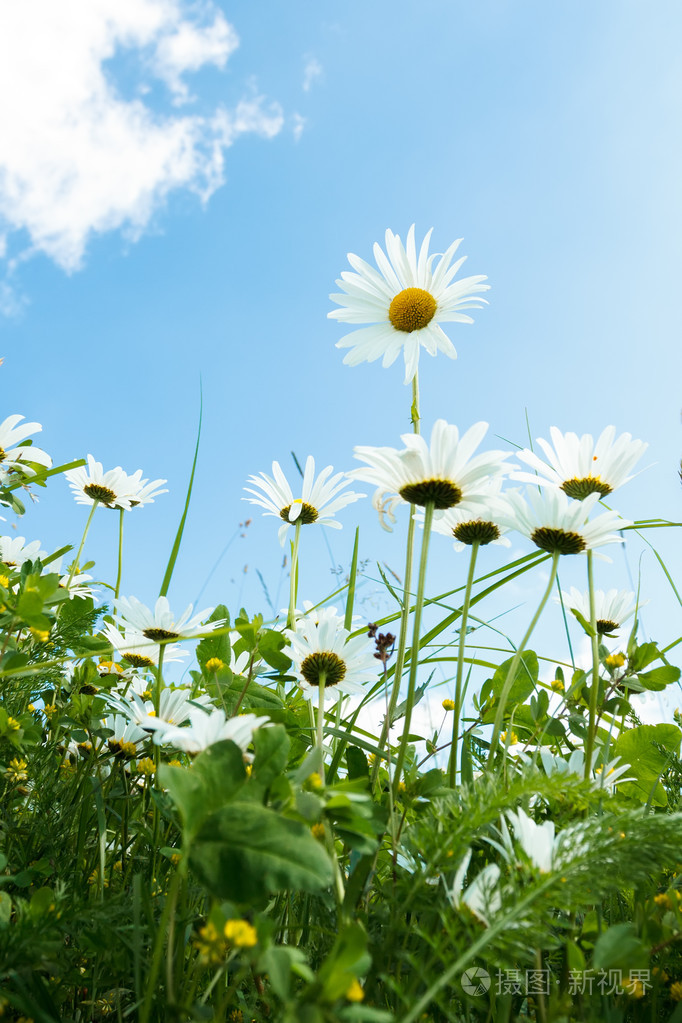 雏菊花场对蓝蓝的天空