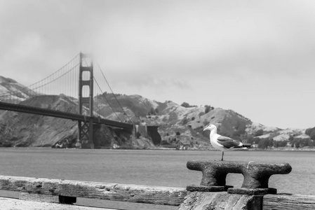 美国加利福尼亚州旧金山码头和金门大桥的海鸥