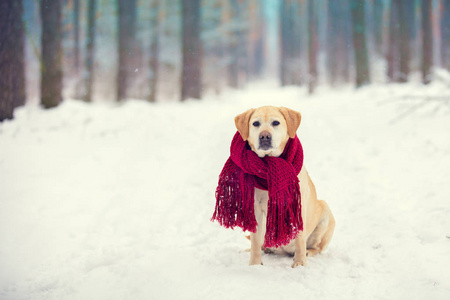 穿着针织红围巾的狗拉布拉多猎犬在冬季雪林户外坐着