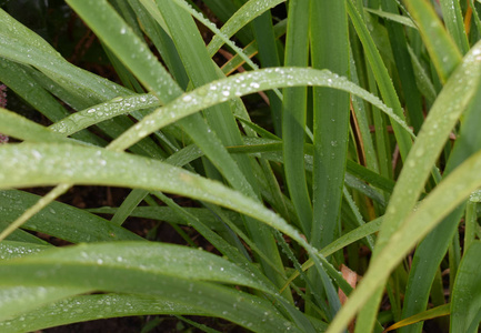 雨后的背景叶子