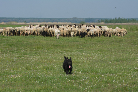 黑色牧羊犬，提供了很多绵羊在工作中