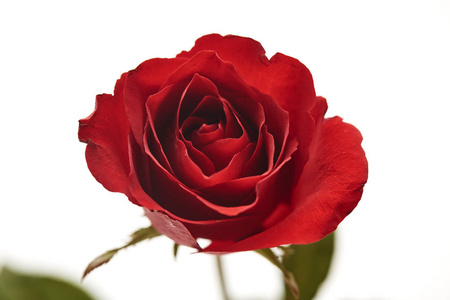 一朵红玫瑰花头在白色背景上分离