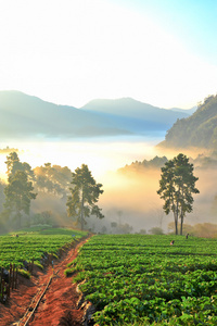 草莓种植园在清迈茵安康山 泰国