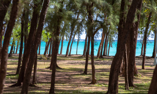 树在沙滩附近的毛里求斯海滩和大海, 海浪在水中。美丽的海水印度洋。前往毛里求斯岛是非洲的天堂岛