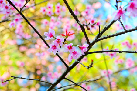 泰国粉红的樱花盛开在冬天在 doi 安康山，ch