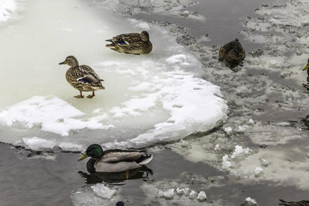 生活在冰浮冰中的野鸭。冬天, 冰冷的水, 冰。图片为网站关于鸟类, 自然, 季节, 北极