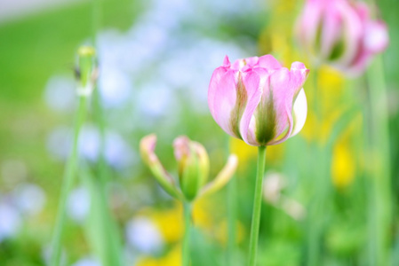 美丽的郁金香花