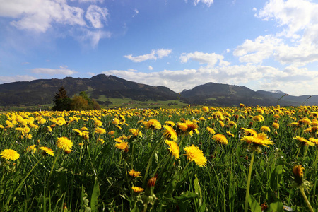 在巴伐利亚的 Allgaeu 阿尔卑斯山前, 蒲公英在春天开花。