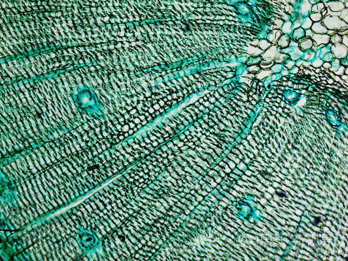 松木木材显微图像