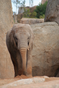 南非洲大象非洲 africana