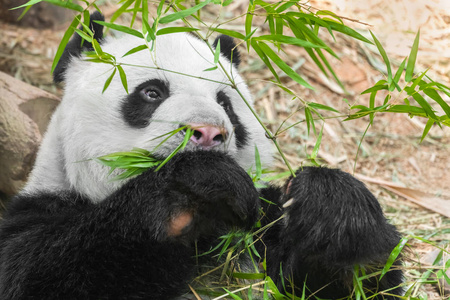 大熊猫吃竹子的熊图片