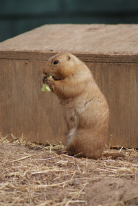 黑尾大草原土拨鼠草原犬鼠 ludovicianus