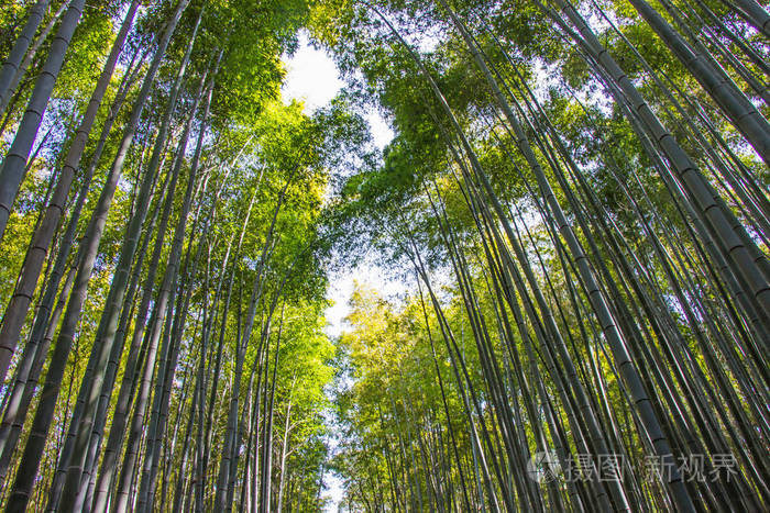 日本京都岚山的阳光背景竹林照片 正版商用图片06qfua 摄图新视界