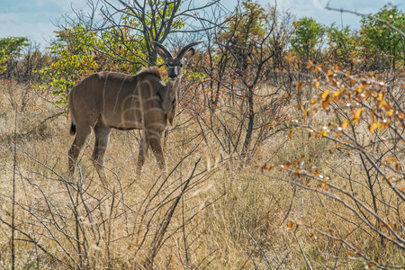 纳米比亚大草原上的工藤男性。etosha