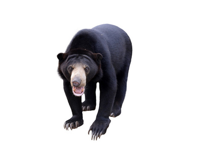 孤立的马来亚 sunbear