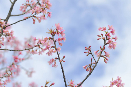 喜马拉雅樱桃或梅樱花或樱花