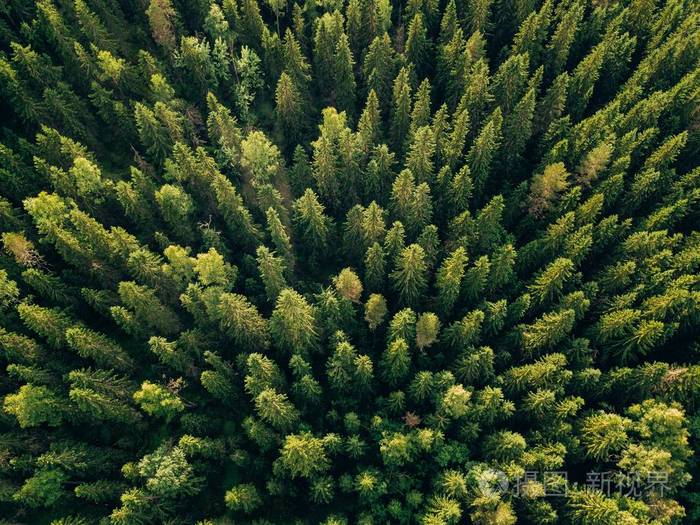 芬兰乡村森林夏季绿树的空中俯视图