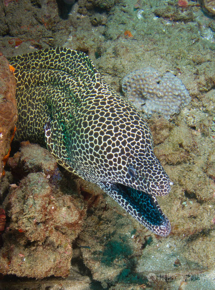大型蜂窝海鳗