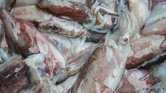 新鲜海鲜, 章鱼在鱼桌上的市场。来自当地市场的新鲜海鲜