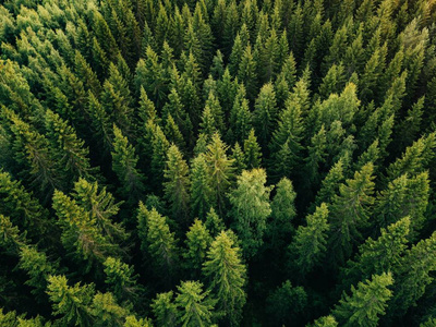 芬兰乡村森林夏季绿树的空中俯视图