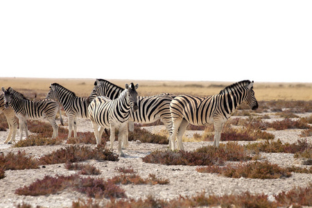 在纳米比亚埃托沙的巨大成群的斑马和羚羊